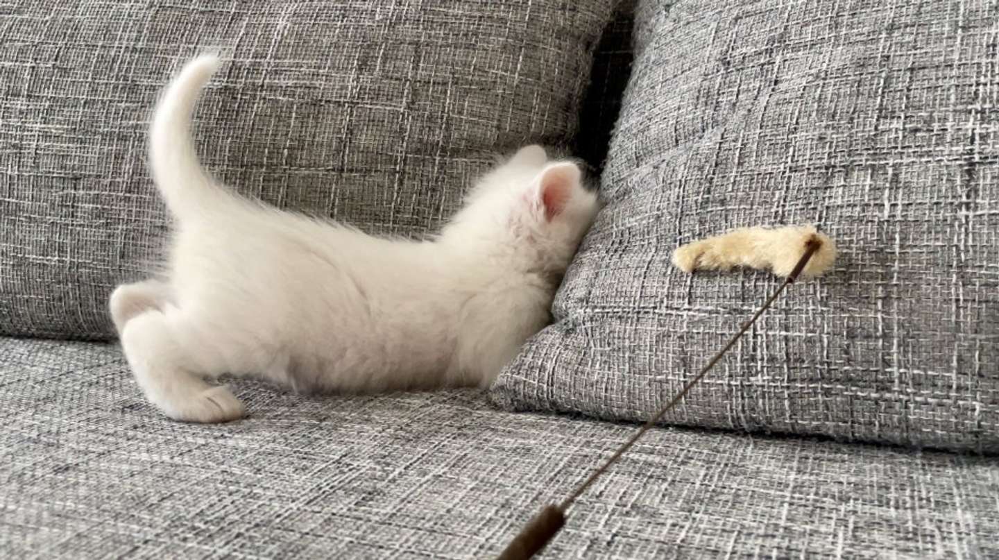 どんっ！（写真はめるちょとまおまおさん提供）