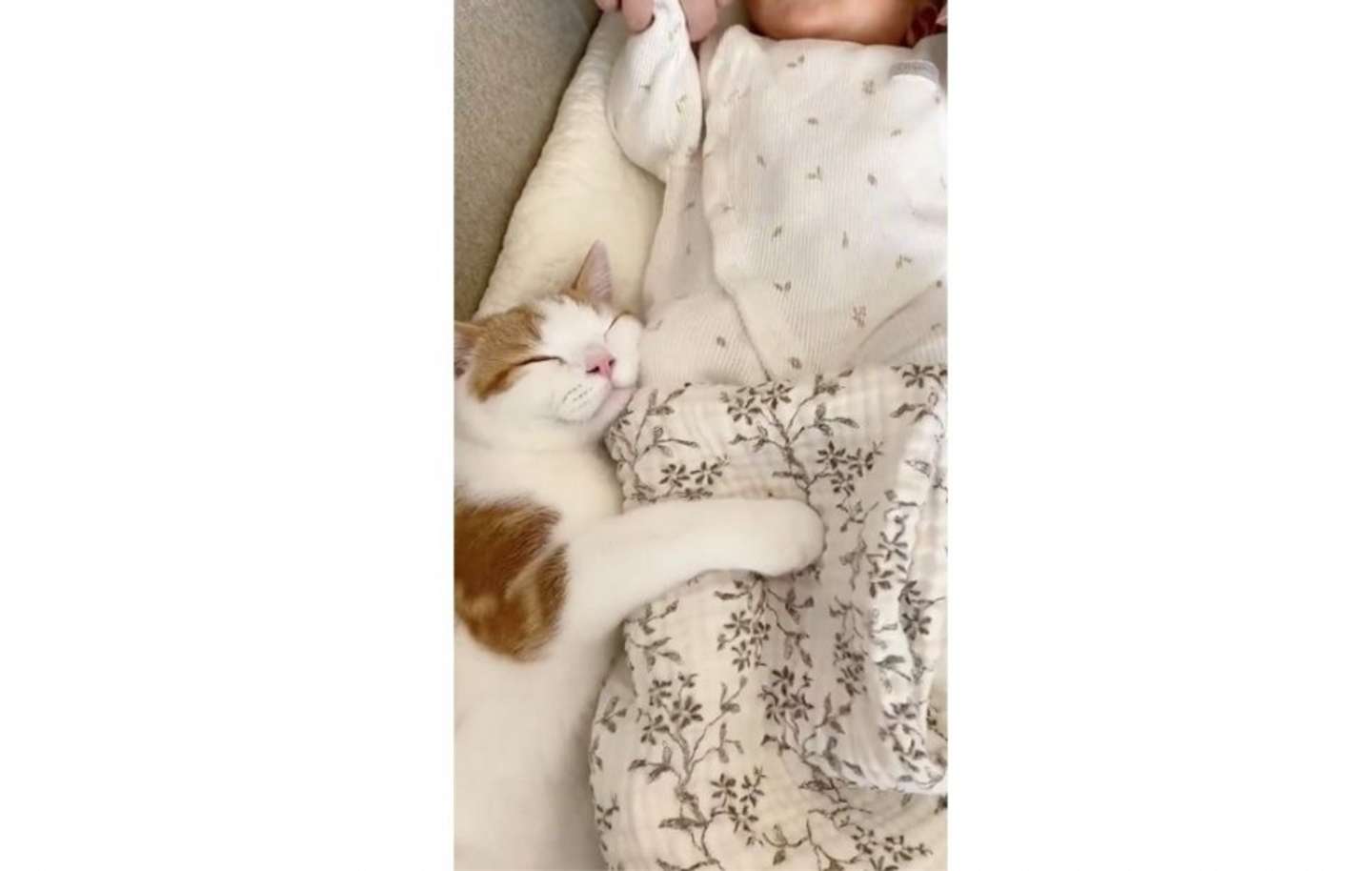 ＠konatsudayo529さんのツイートより