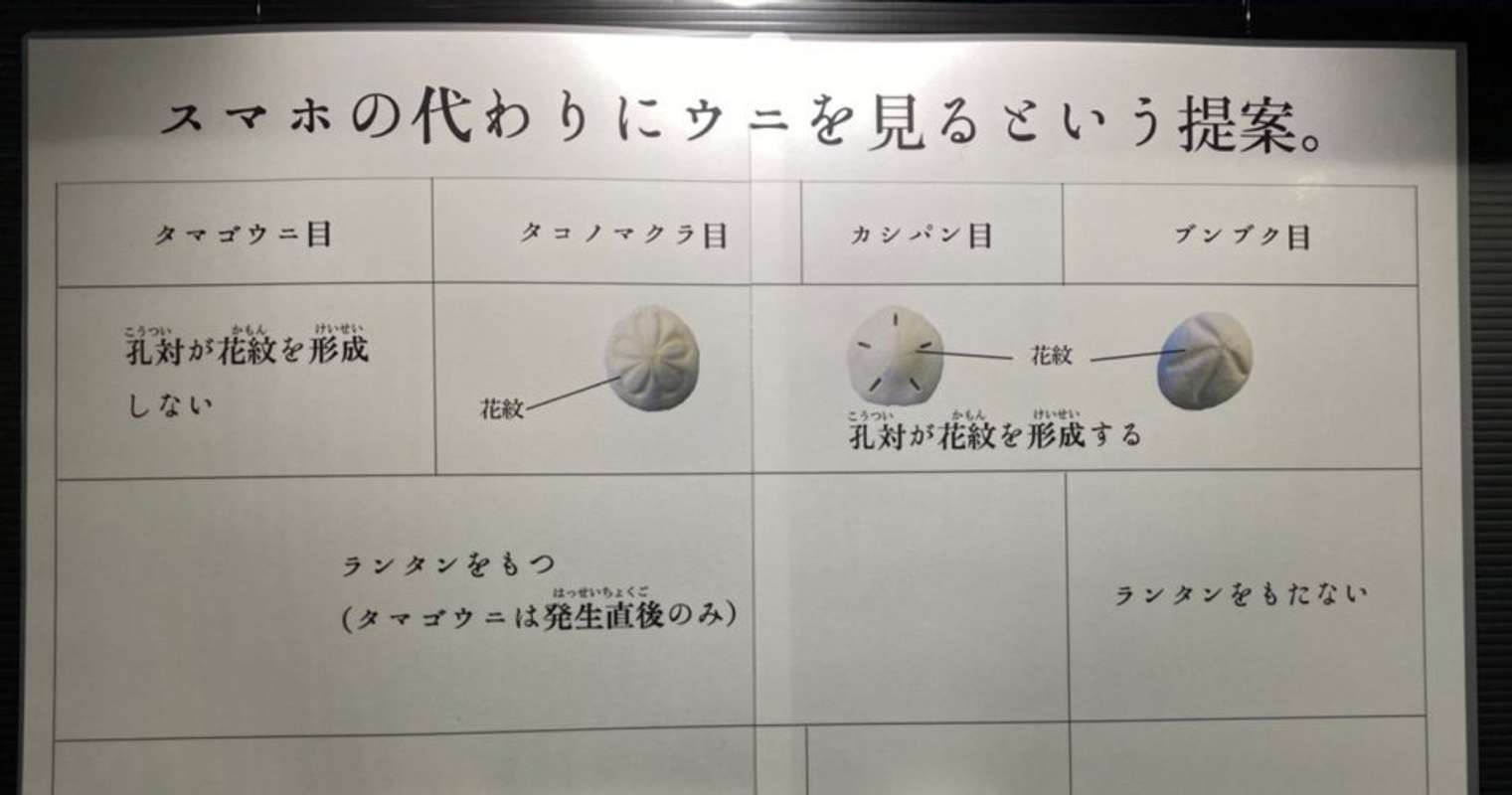 ウニを愛しすぎて ウニのカシパン祭り を開催した飼育員は語る 時代がやっとウニに追いついた 全文表示 Jタウンネット