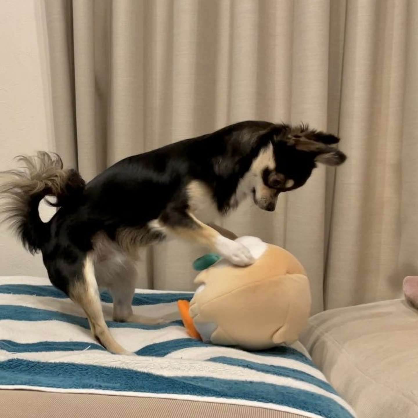 おーい（画像は＠gomachihuahuaさん提供）