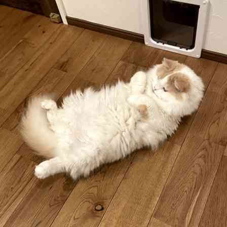 よいしょっ…っと！（写真提供：＠Hachicottonさん）