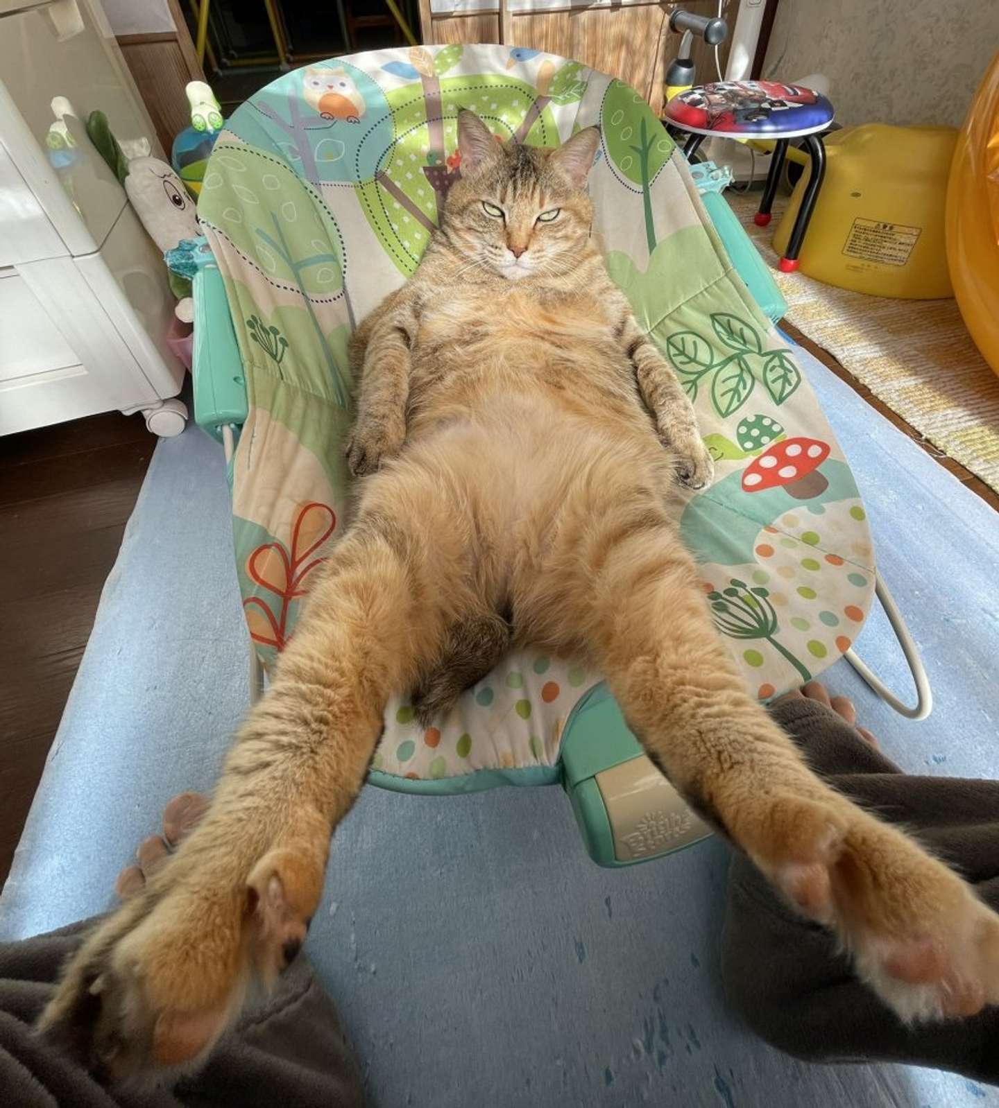 見事なおみ足...！（画像は＠shinnichi2021さん提供）