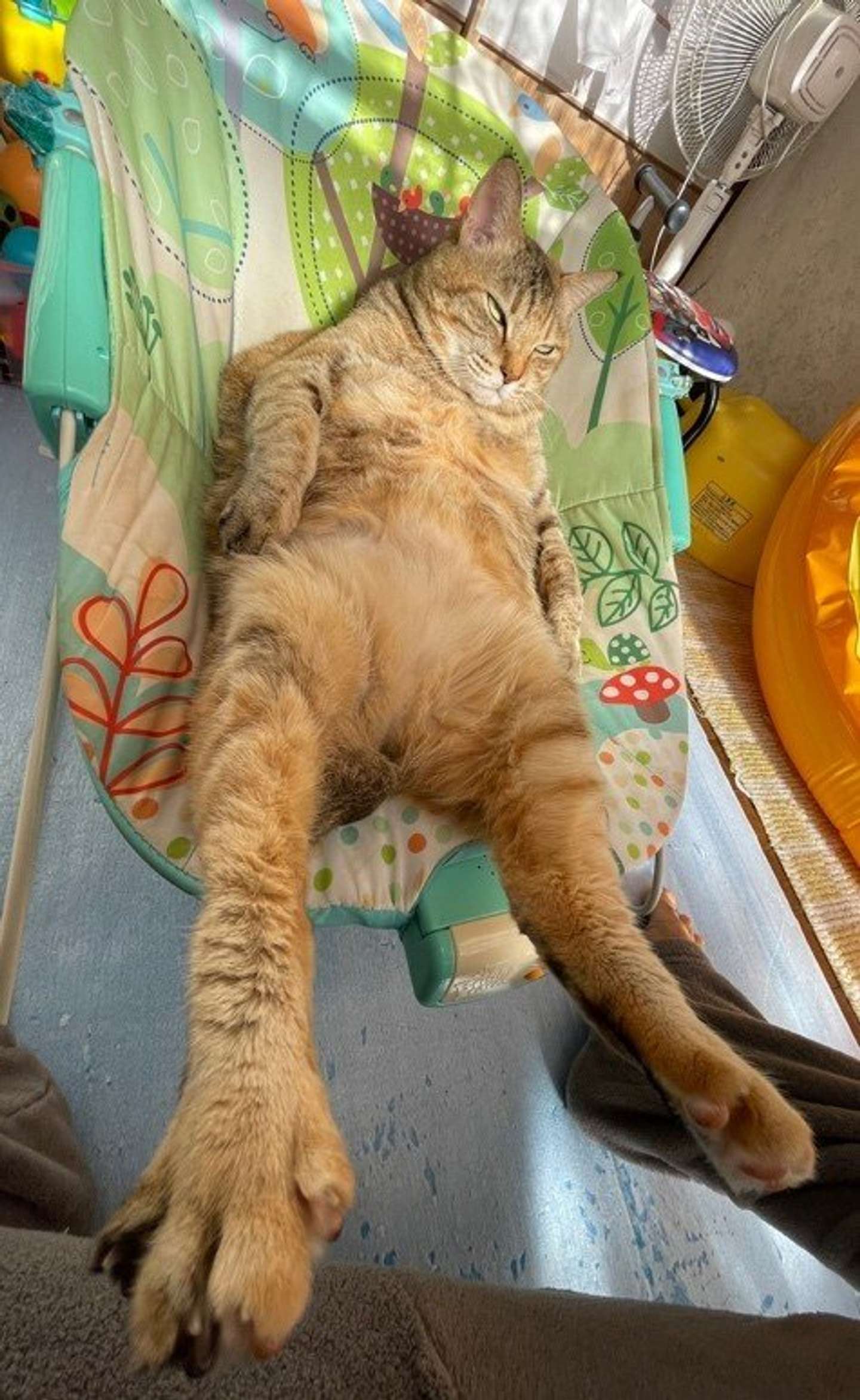 どの角度から見ても美脚（画像は＠shinnichi2021さん提供）