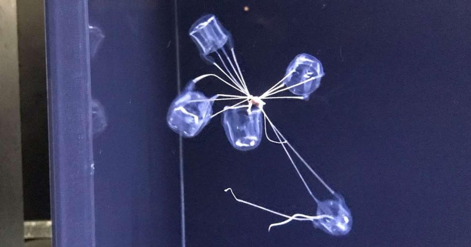 まるで 足の引っ張り合い 複雑に絡まりあったクラゲの姿に衝撃走る こんなになって大丈夫 水族館に聞くと 全文表示 Jタウンネット