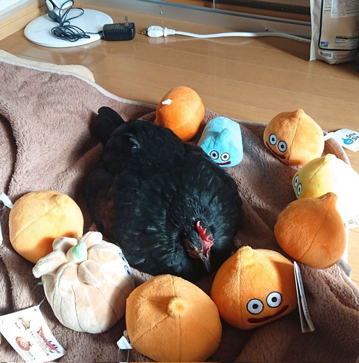 囲まれている（画像はえ～いお茶(＠niwatori3wa)さん提供）