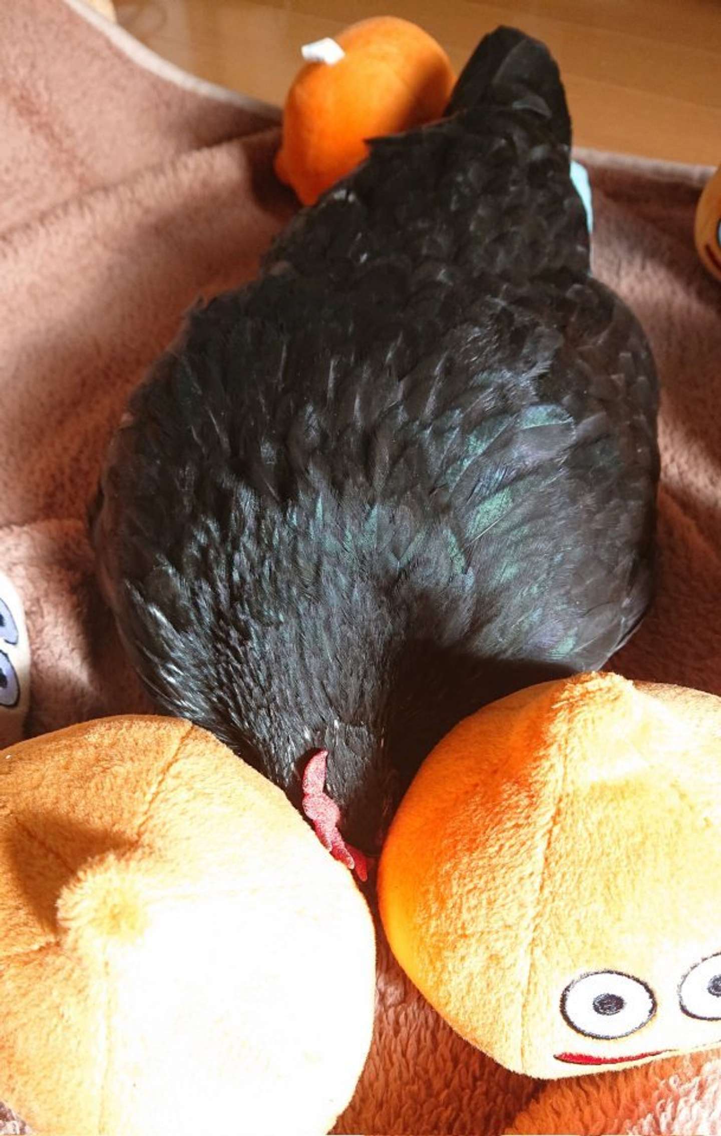 挟まってる（画像はえ～いお茶(＠niwatori3wa)さん提供）