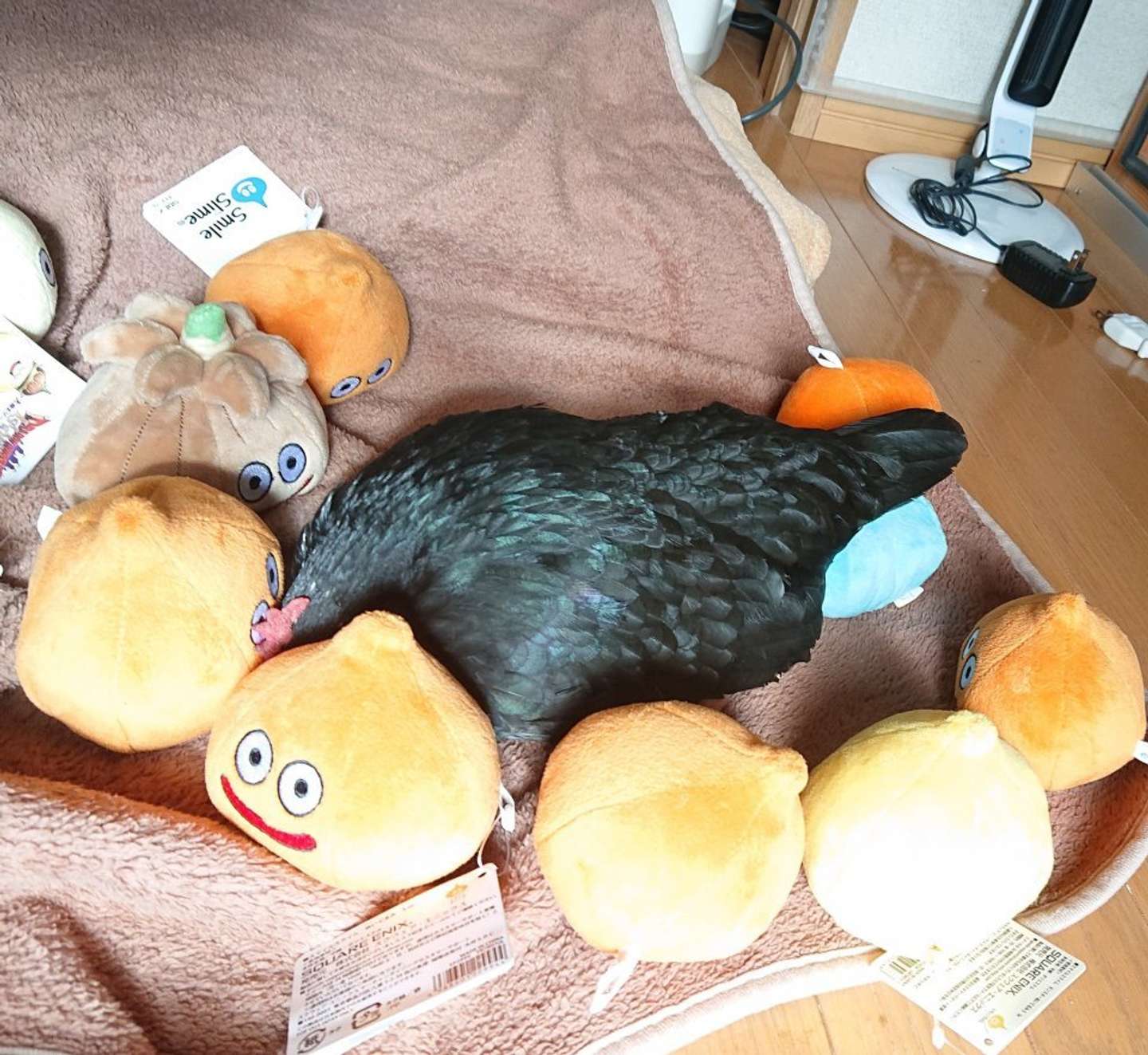 とっても仲良し（画像はえ～いお茶(＠niwatori3wa)さん提供）