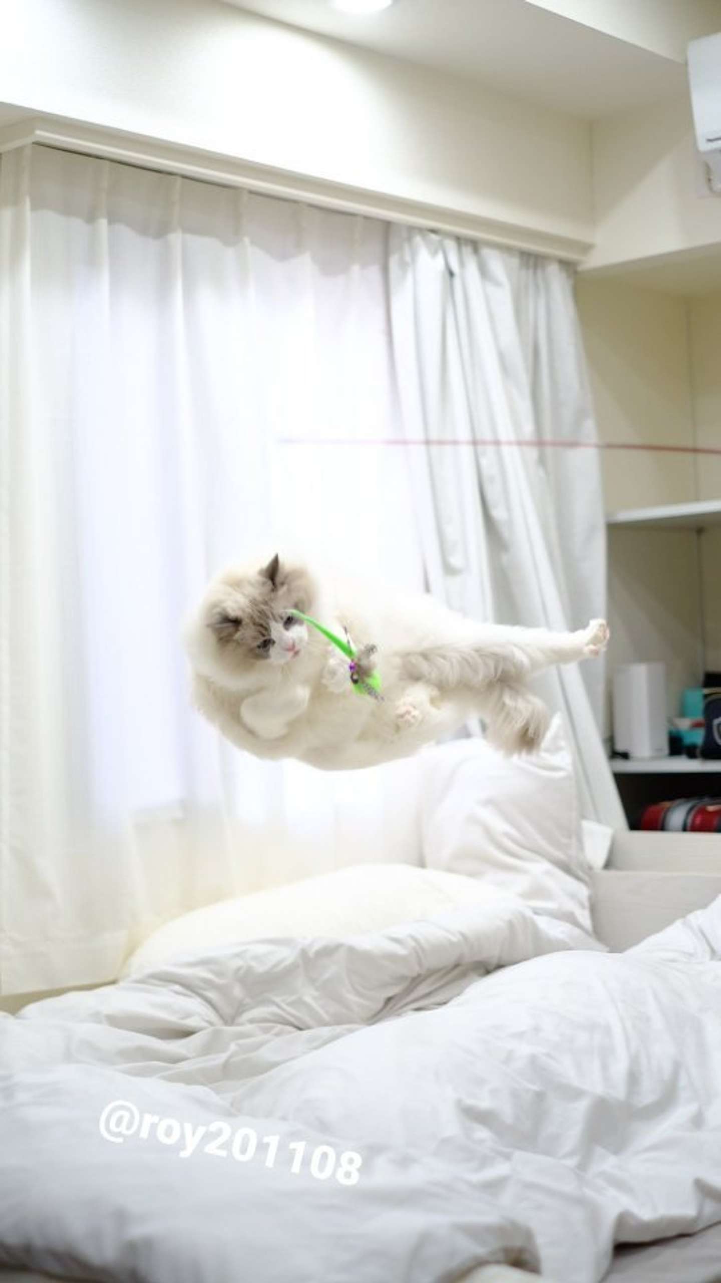 漂ってる？（画像は＠roy201108さん提供）