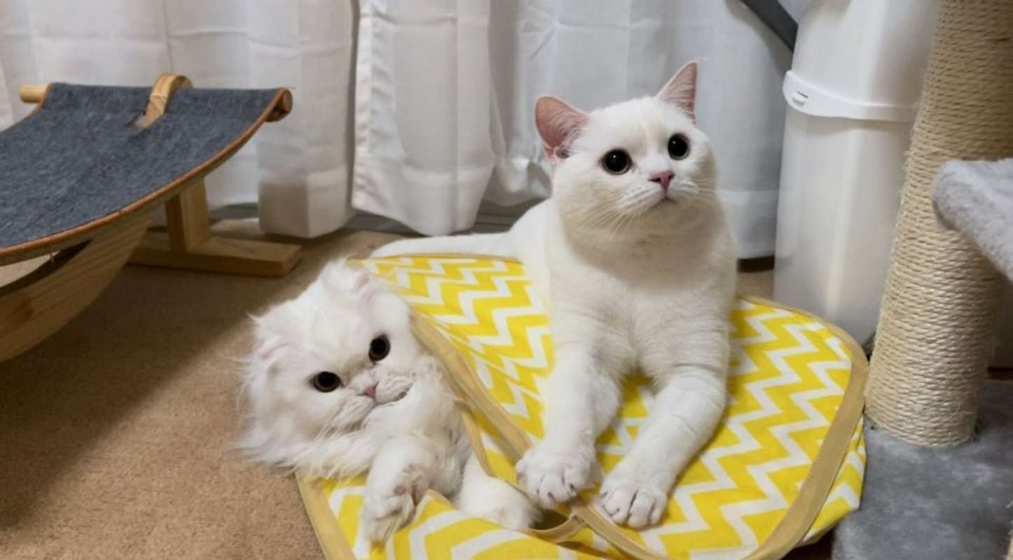 も～！（写真は＠wataneko_tsukiさんのツイートより）