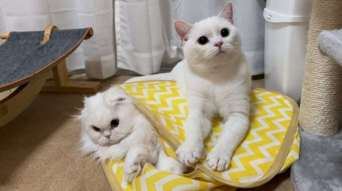 重いんだけど......！（写真は＠wataneko_tsukiさんのツイートより）