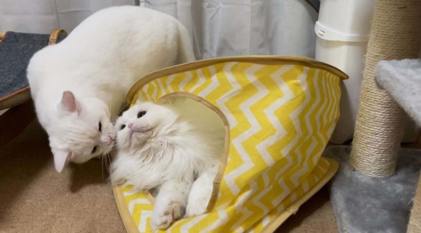 そのあとちゃんとゴメンネするしらたまくん（写真は＠wataneko_tsukiさんのツイートより）