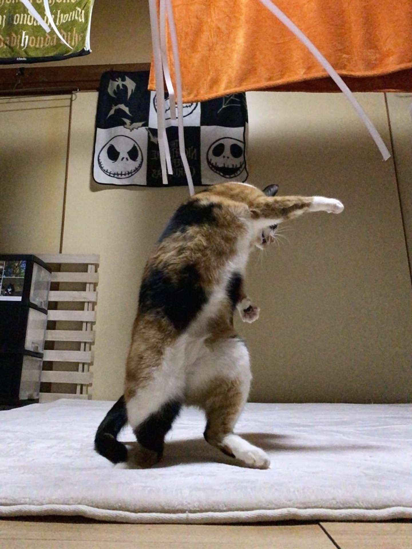 盛り上がっていこうぜっ！（画像はソラネコさんち＠mofgedamaさんのツイートより、以下同）