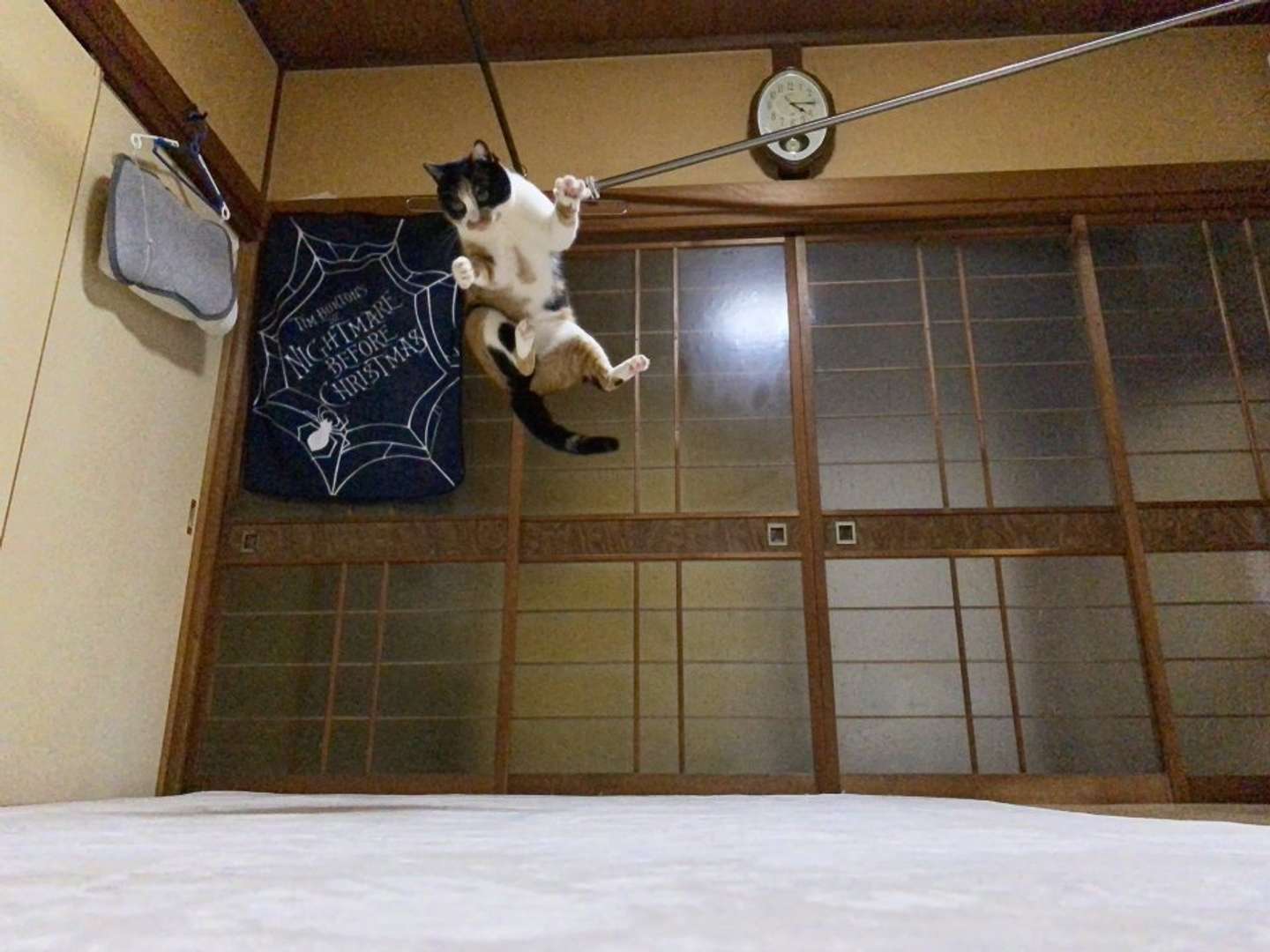 普段のちーさんは「地に足付かない系猫」らしい