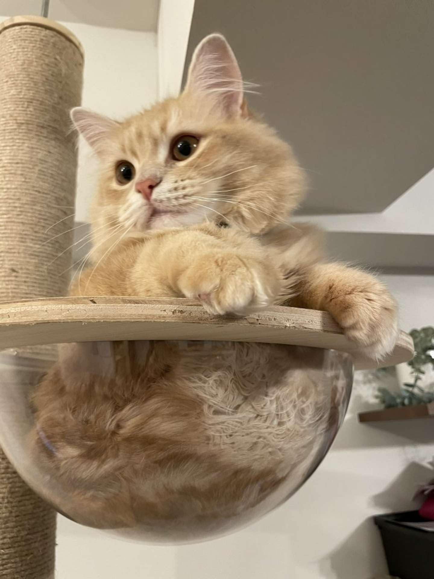 いつものつむぎさん