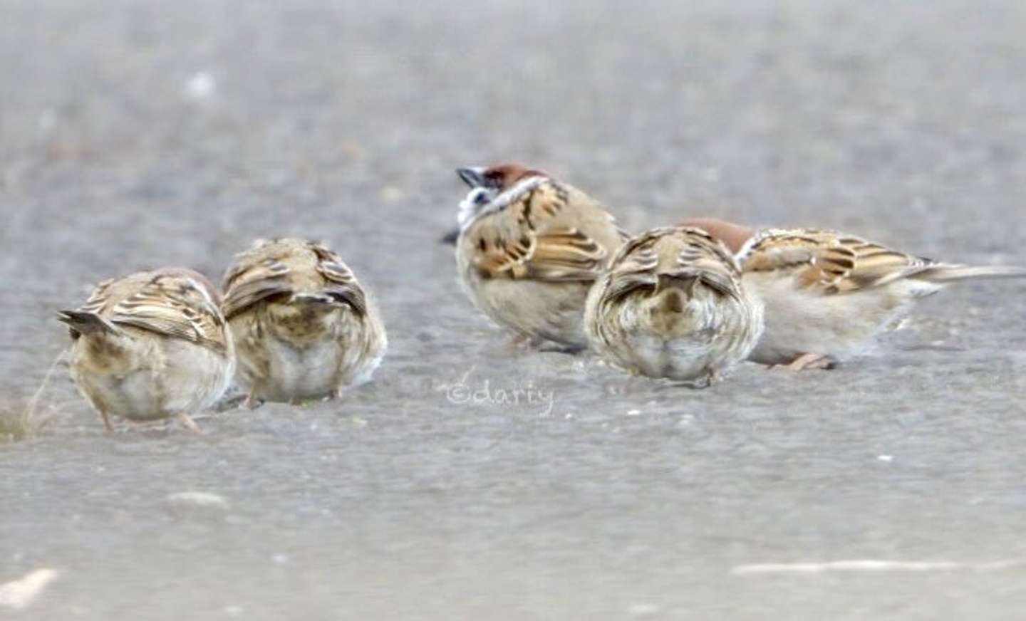 「相方」を待っていた（画像はだりぃ(＠dariy_nichijou)さん提供）