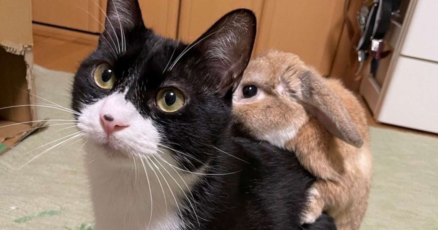 今春のトレンド間違いなし にゃんこが背負う うさぎリュック が可愛すぎる件 全文表示 Jタウンネット