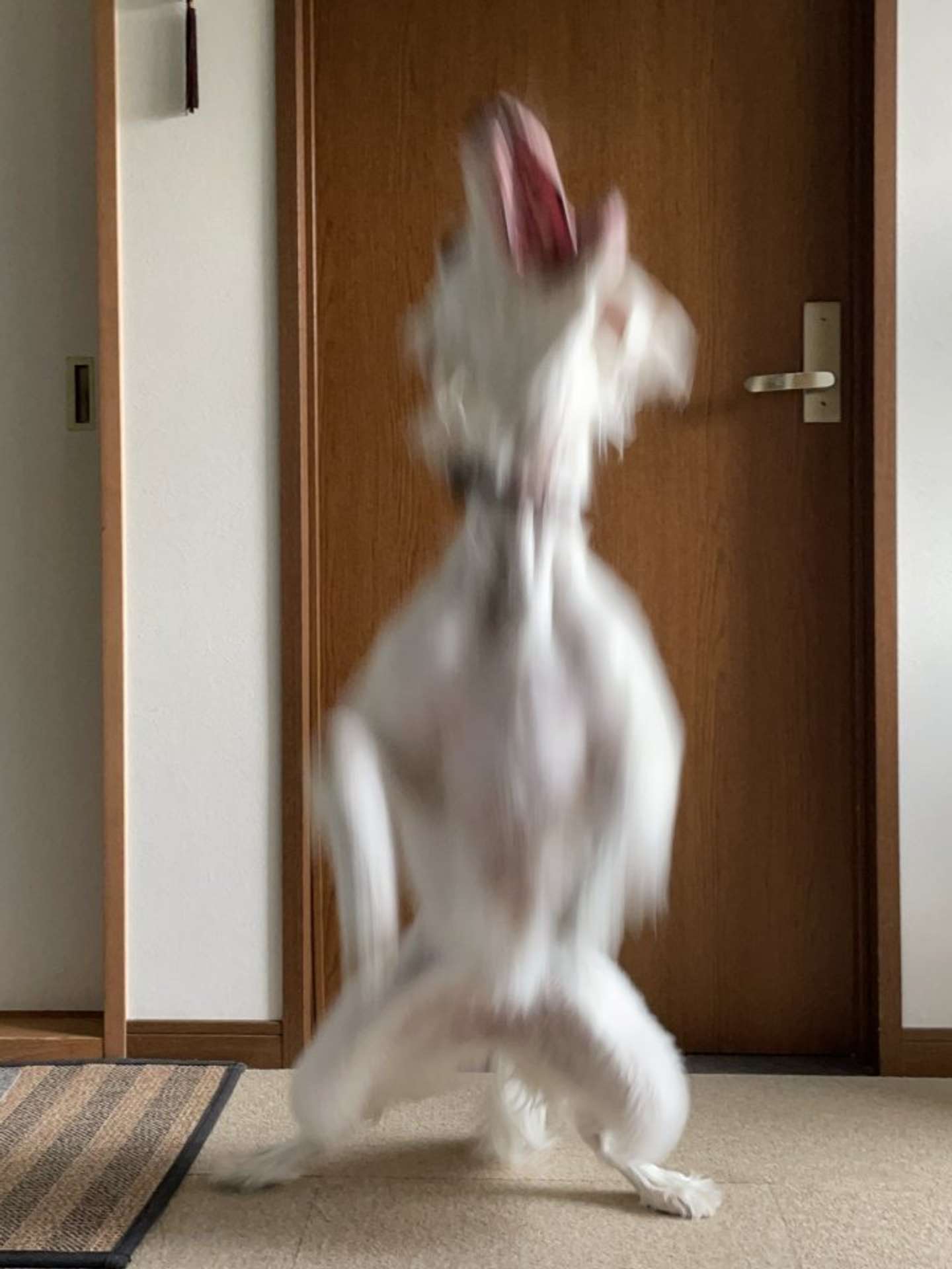 迫力ある姿...（画像はみのかさ（＠inekaratukutta）さんのツイートより）