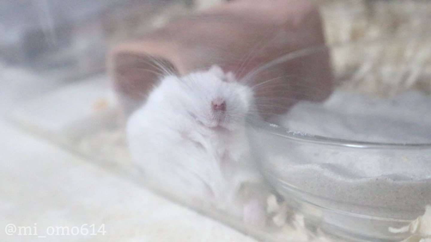 むぎゅうっ（画像は＠mi_omo614さんのツイートより）