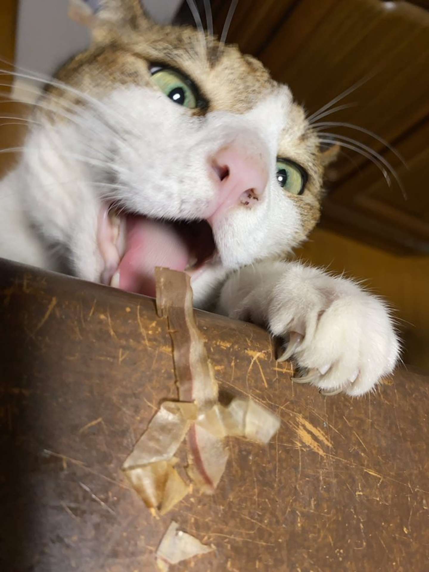 あーーーーーん！（画像はもっちびさんのツイートより）