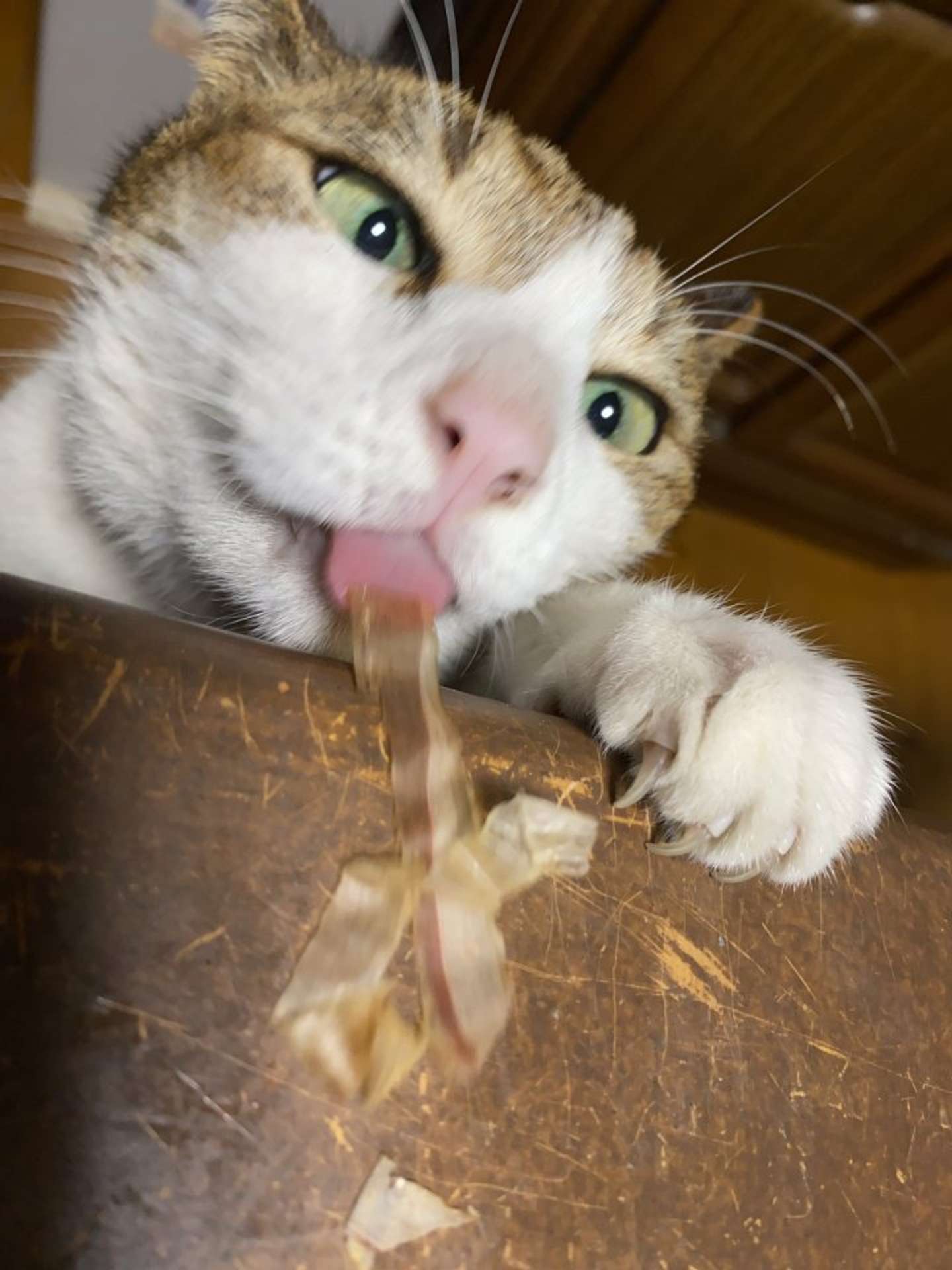 ぺろん（画像はもっちびさんのツイートより）