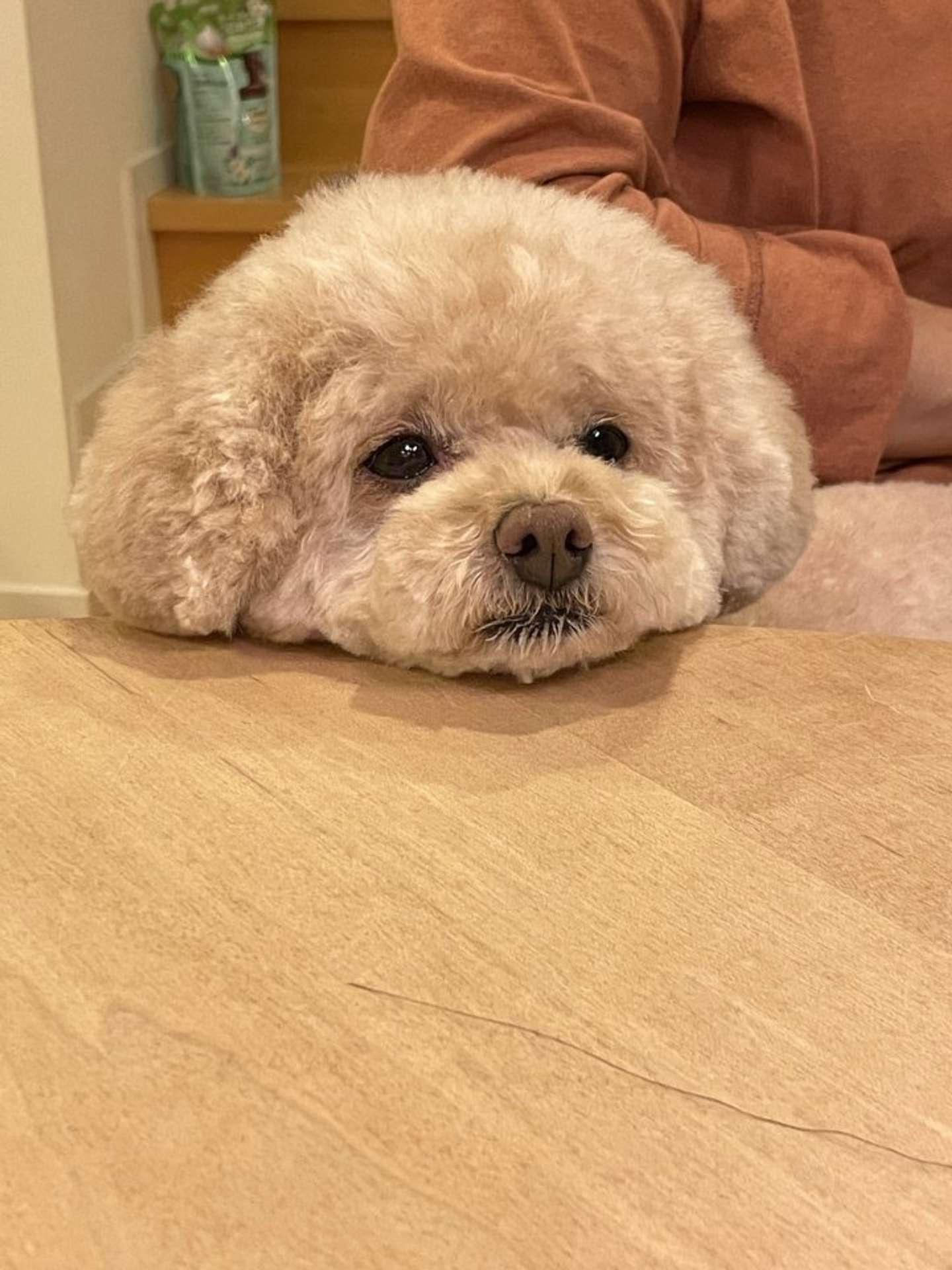 しょぼん（画像は＠maron3eve3さん提供）
