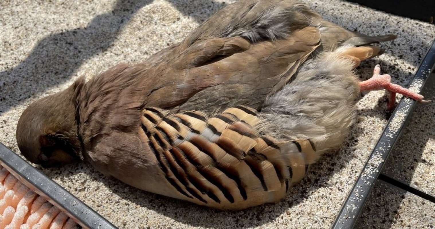 まさか 行き倒れ 砂の上に 落ちてる 鳥にドキッとするけど めっちゃ可愛い真相にほっこり 全文表示 Jタウンネット