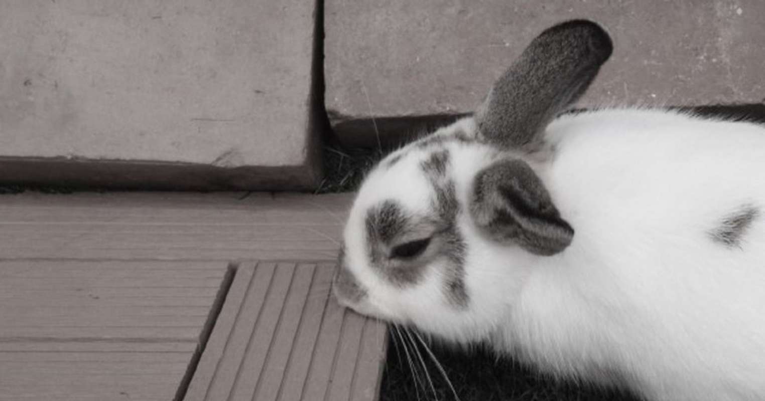 動物病院に駆け込んだけど 死んでしまったペットのウサギ 待合室で沈む私に 猫を連れたお姉さんが これから動物を飼うと 千葉県 40代女性 全文表示 Jタウンネット