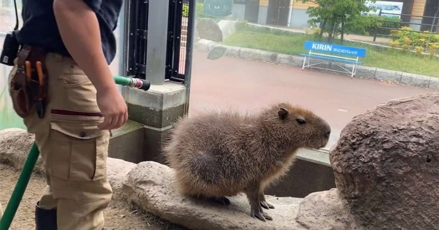 人間 掃除ができぬ 退いてくれ カピバラ テコでも動かぬカピバラさんの 真の目的 が可愛すぎた 全文表示 Jタウンネット 人間 掃除ができぬ 退いてくれ カピバラ テコでも動かぬカピバラさんの 真の目的 が可愛すぎた 全文表示 Jタウンネット