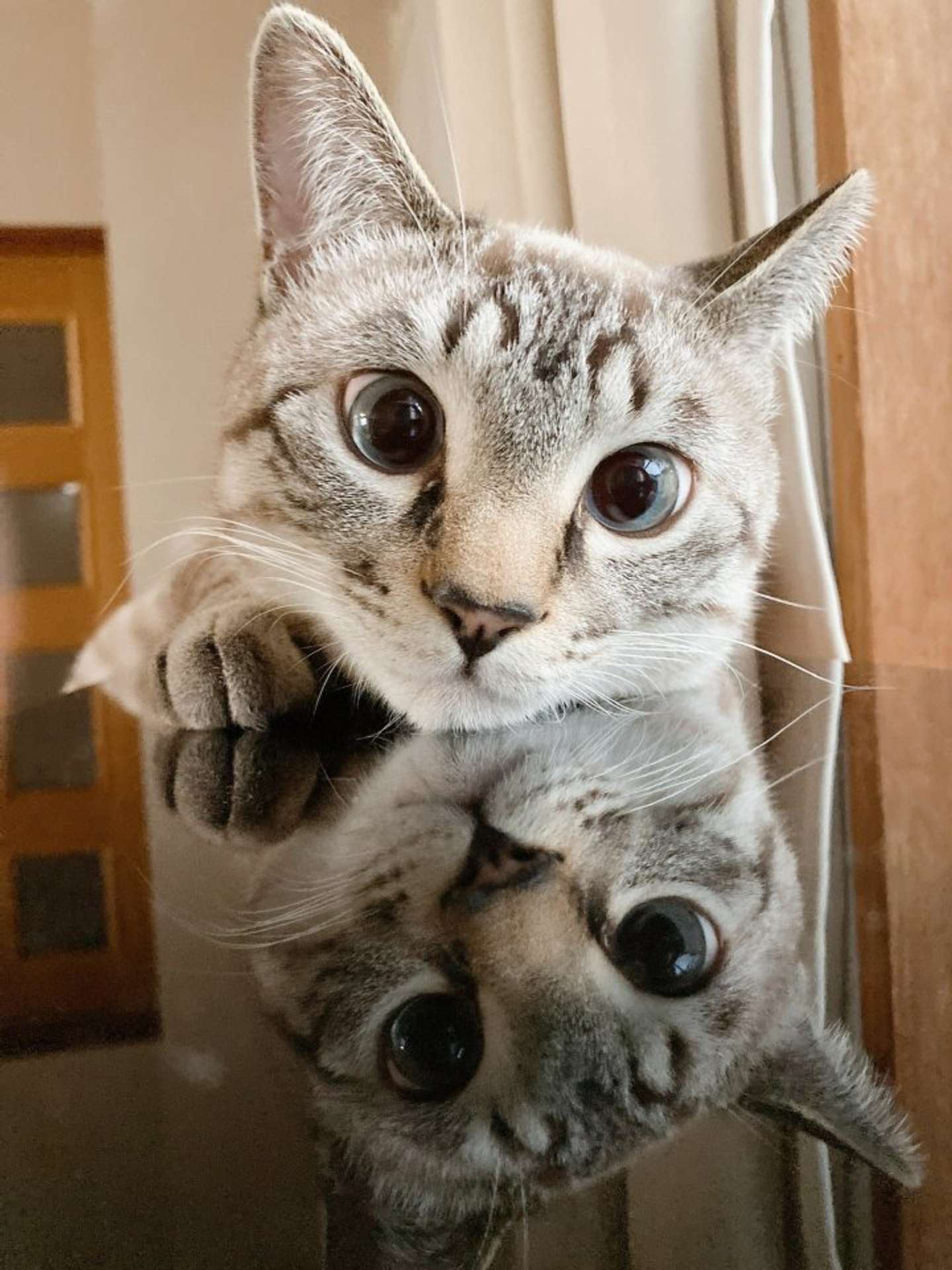 上にも下にも猫ちゃんが！（画像はそら(＠_sora0613_)さん提供）