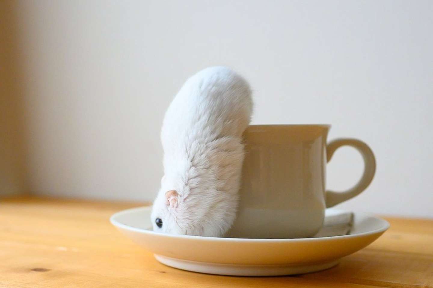 とろりん（画像はぱる（＠gsm_iham2）さん提供）