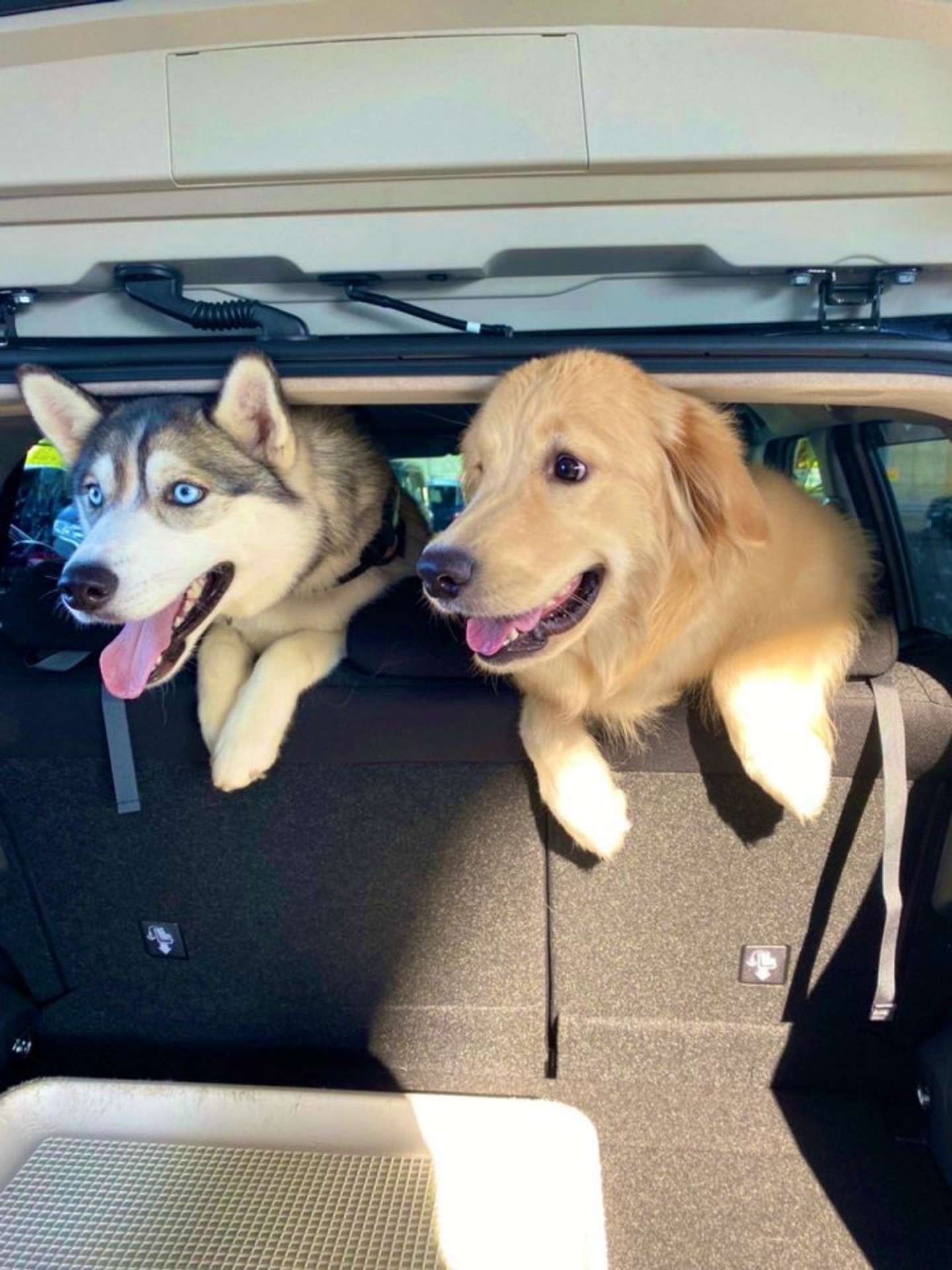 ワクワク！（画像は＠husky_rokkaさん提供）