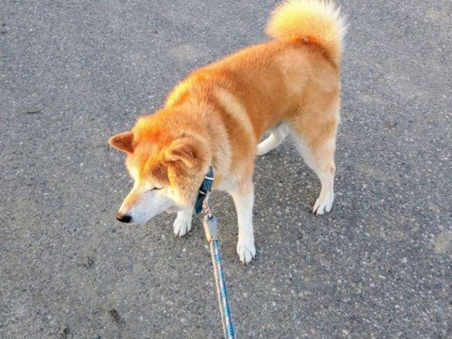 犬と子供の散歩 中 いつも褒めてくれてた近所の夫婦 なかなか会えなくなったある日息子が あのおっちゃんたち 大阪府 30代女性 全文表示 Jタウンネット