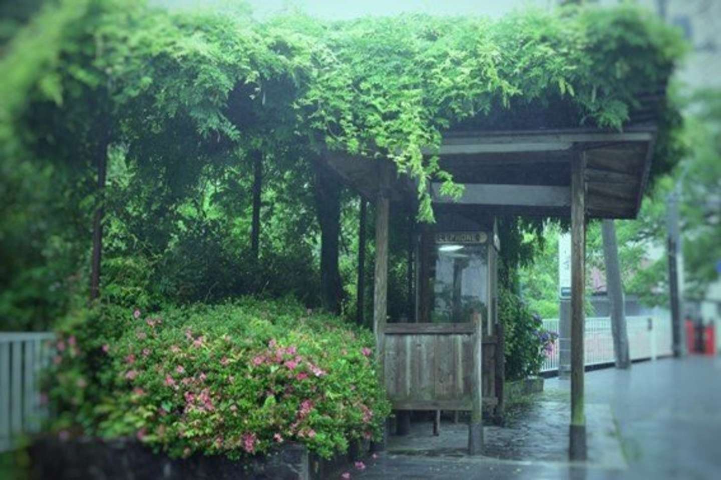 突然大雨に降られて...（画像はイメージ）