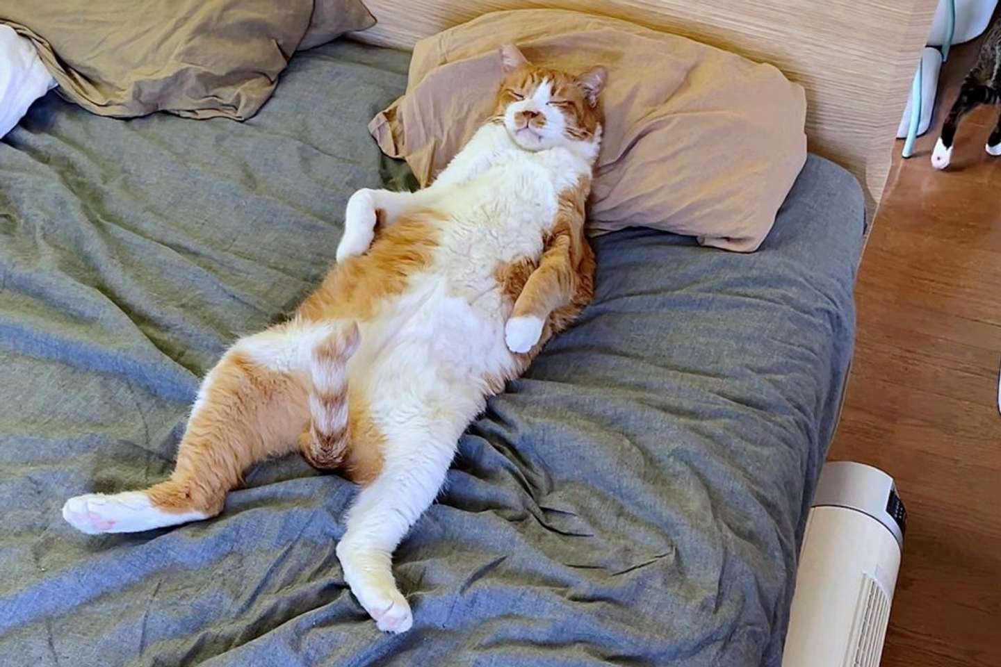 寝ている猫さん(画像はコンドリア水戸＠mitoconconさんのツイートより、編集部でトリミング加工)