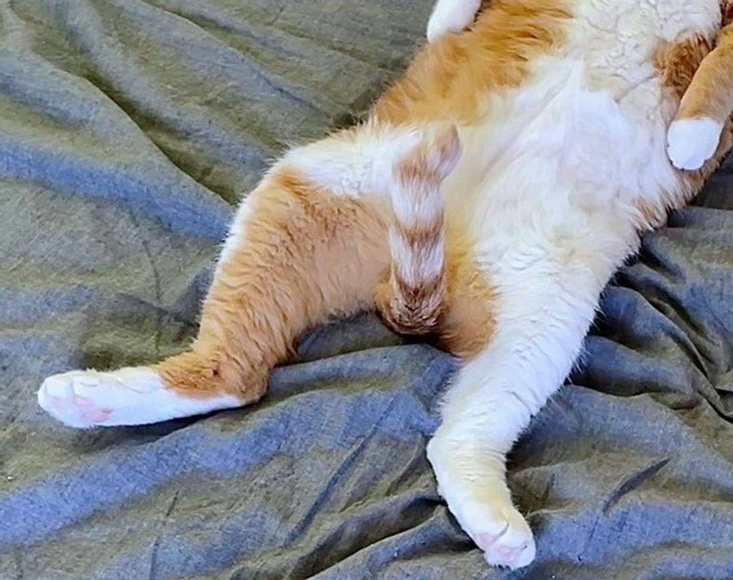 しっぽ以外の何かに見えてしまうよね......(画像はコンドリア水戸＠mitoconconさんのツイートより、編集部でトリミング加工)