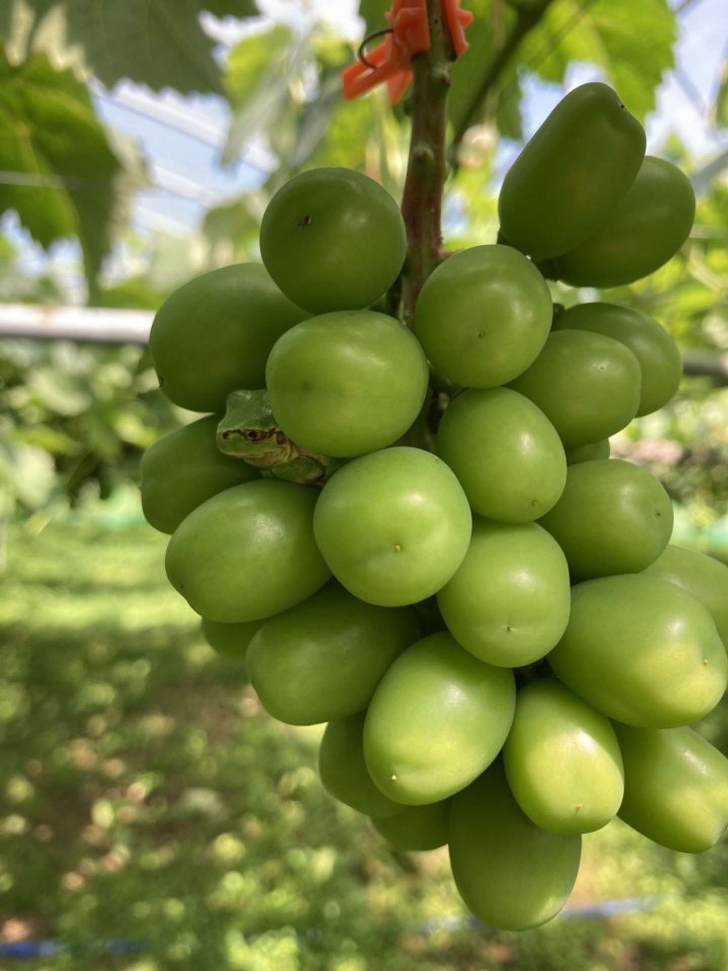 シャインの粒に間になんかおる...(画像はすずきさん提供)