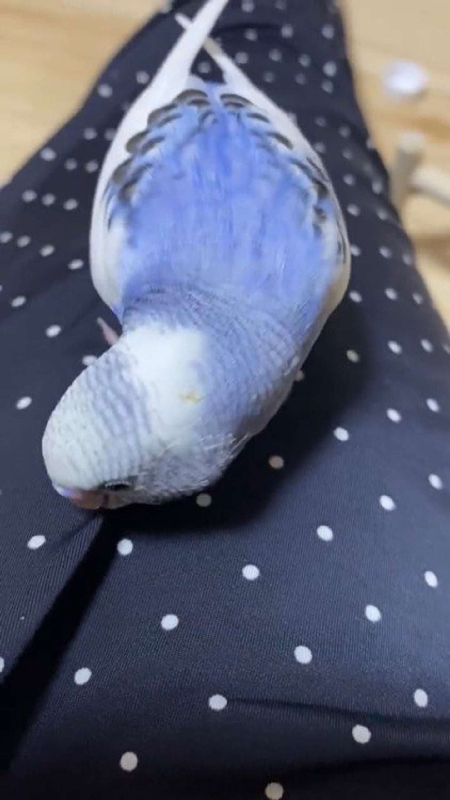 あれ？取れないぞ？（＠pppp_pi_piさんの動画よりスクリーンショット、以下同）