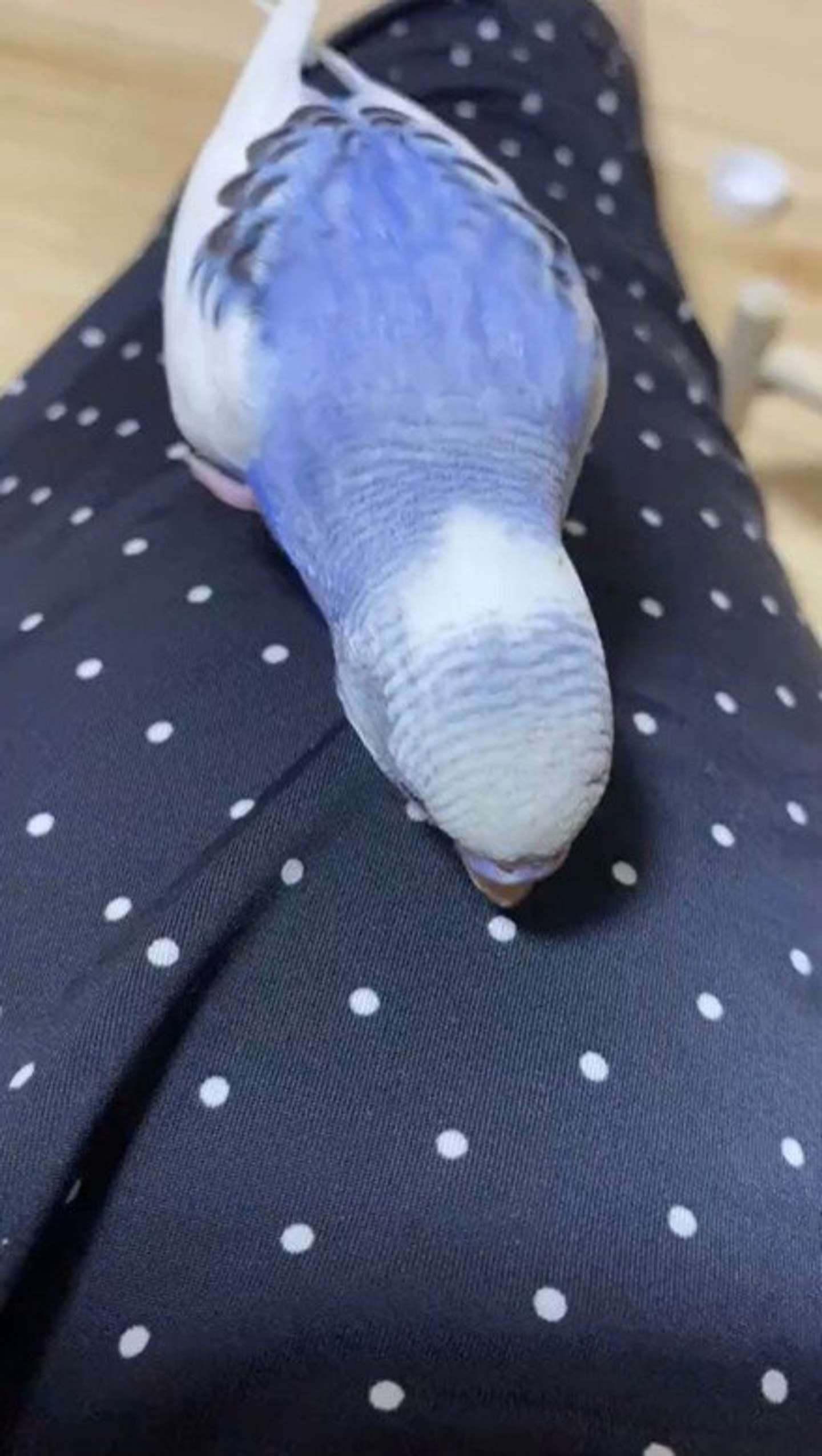 見つけるとツンツンしちゃう？