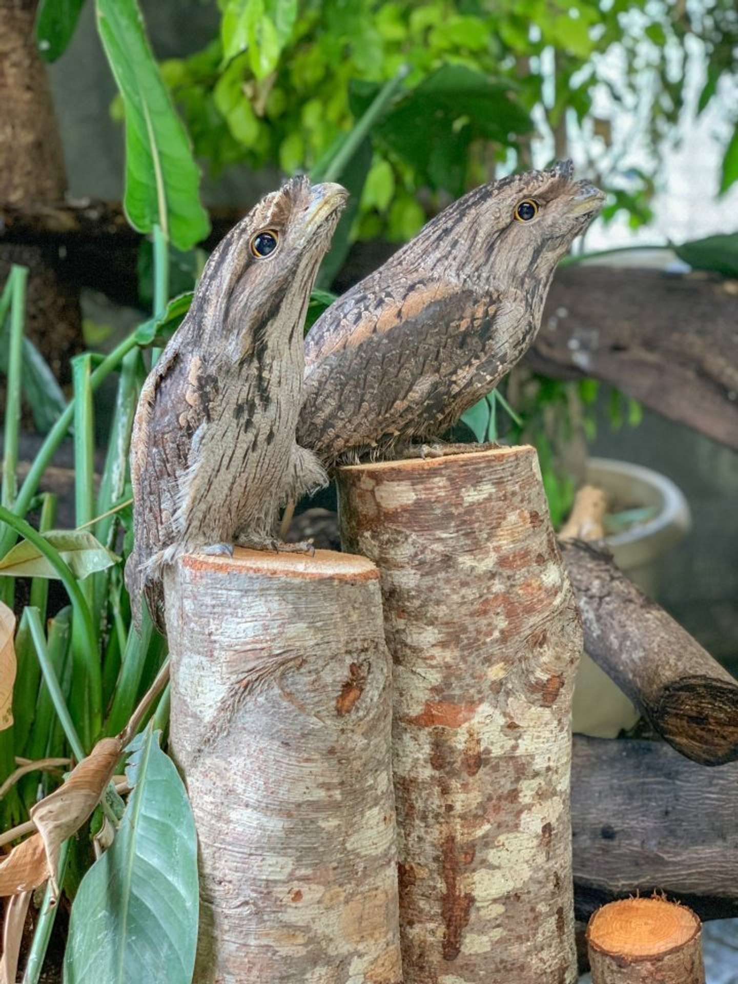 木の枝に擬態中（画像は那須どうぶつ王国公式ツイッターより）