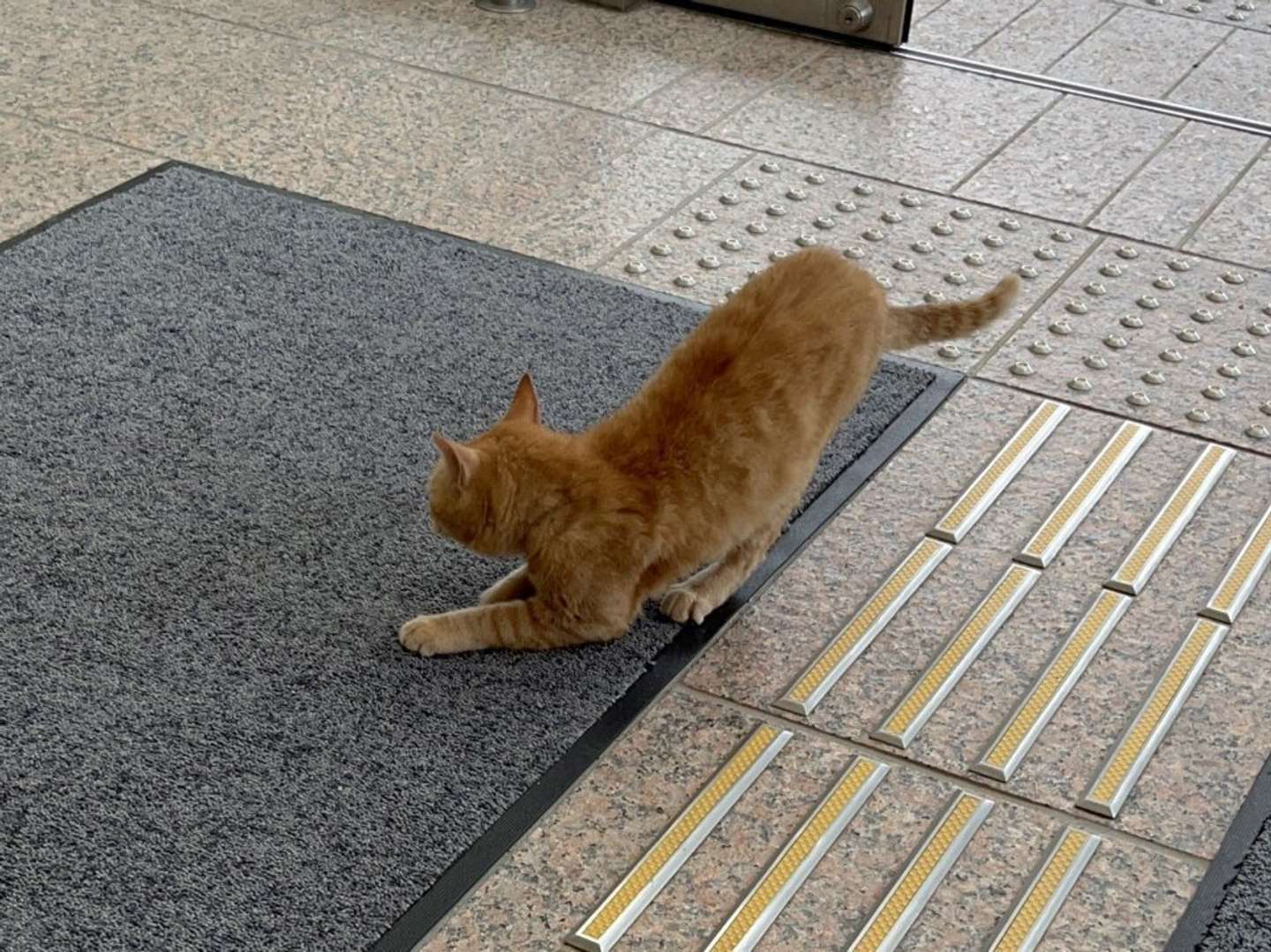 まさかの爪とぎ(画像は静岡市立登呂博物館提供、編集部でトリミング加工)