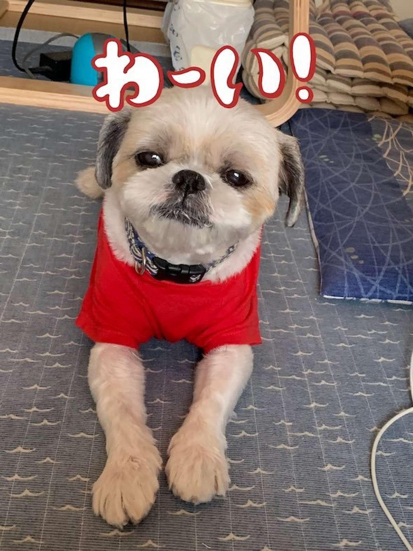 気まぐれワンクシー・とんと（まさひろさんのツイートより）