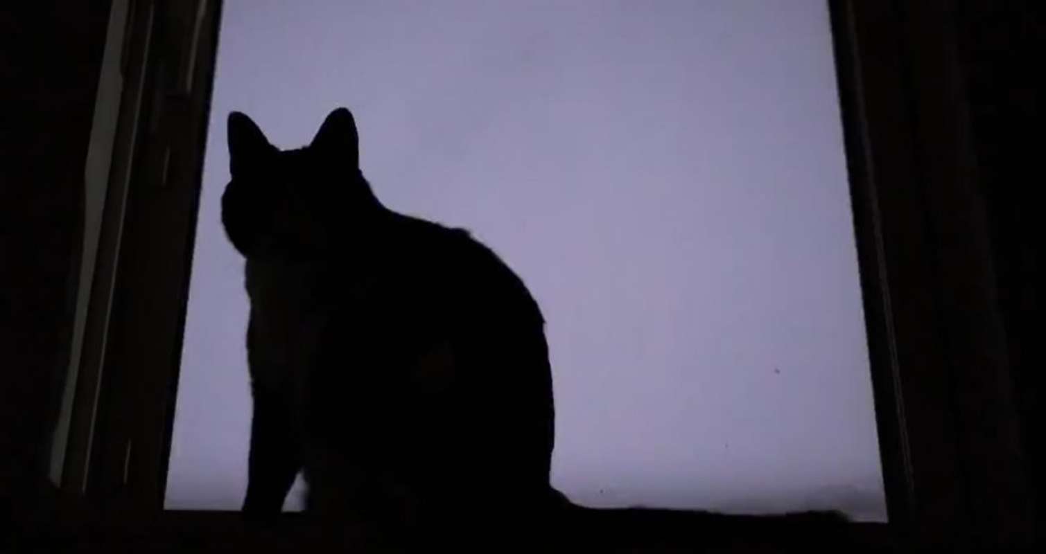 普段はおっとりした性格のドッピオさん（画像はドッピオさん達の飼い主さんのツイートのスクリーンショット）