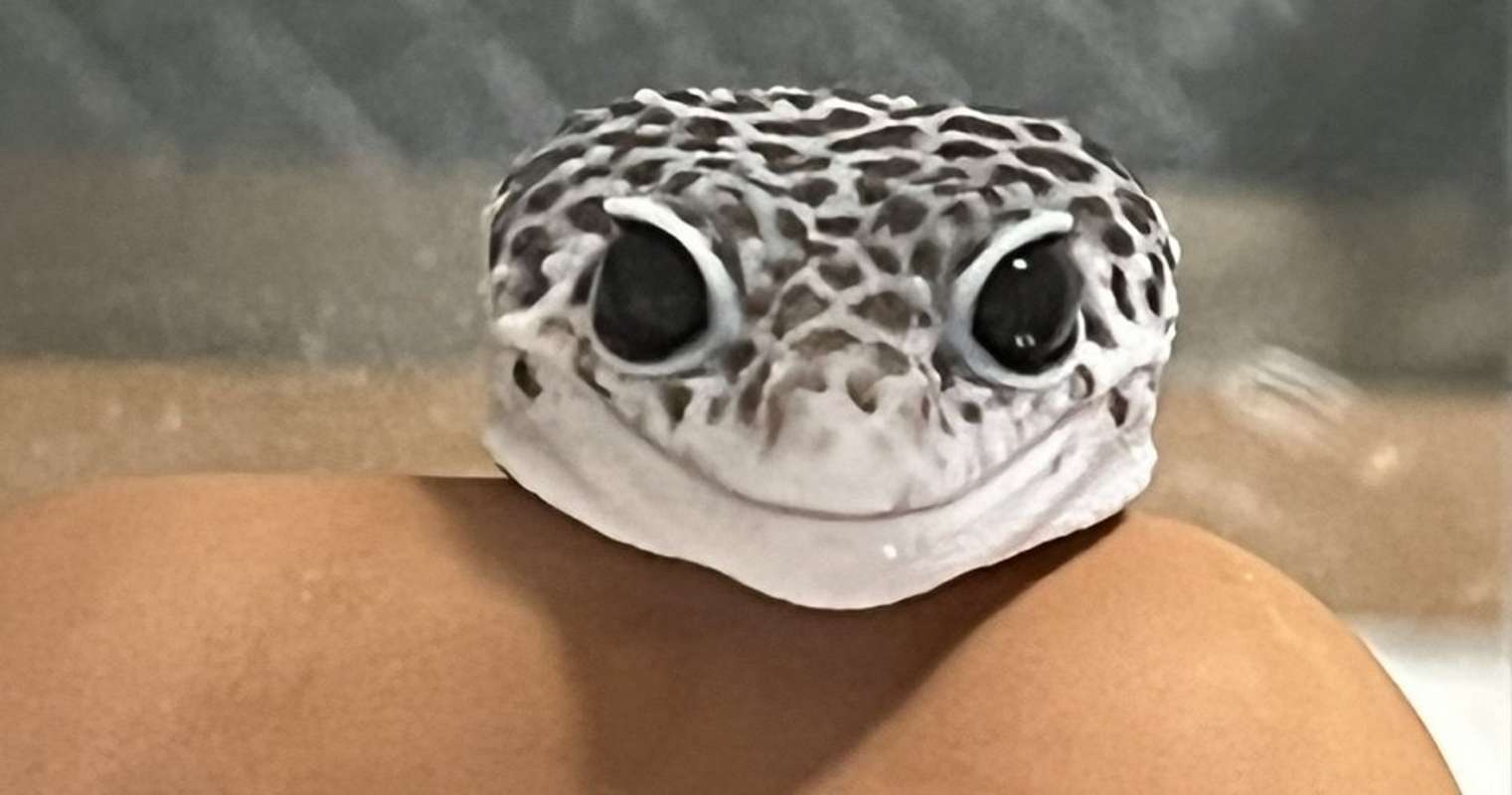 つぶらな瞳で じーっと見てます 飼い主に 熱視線 送るヤモリさんが超絶キュート 全文表示 Jタウンネット