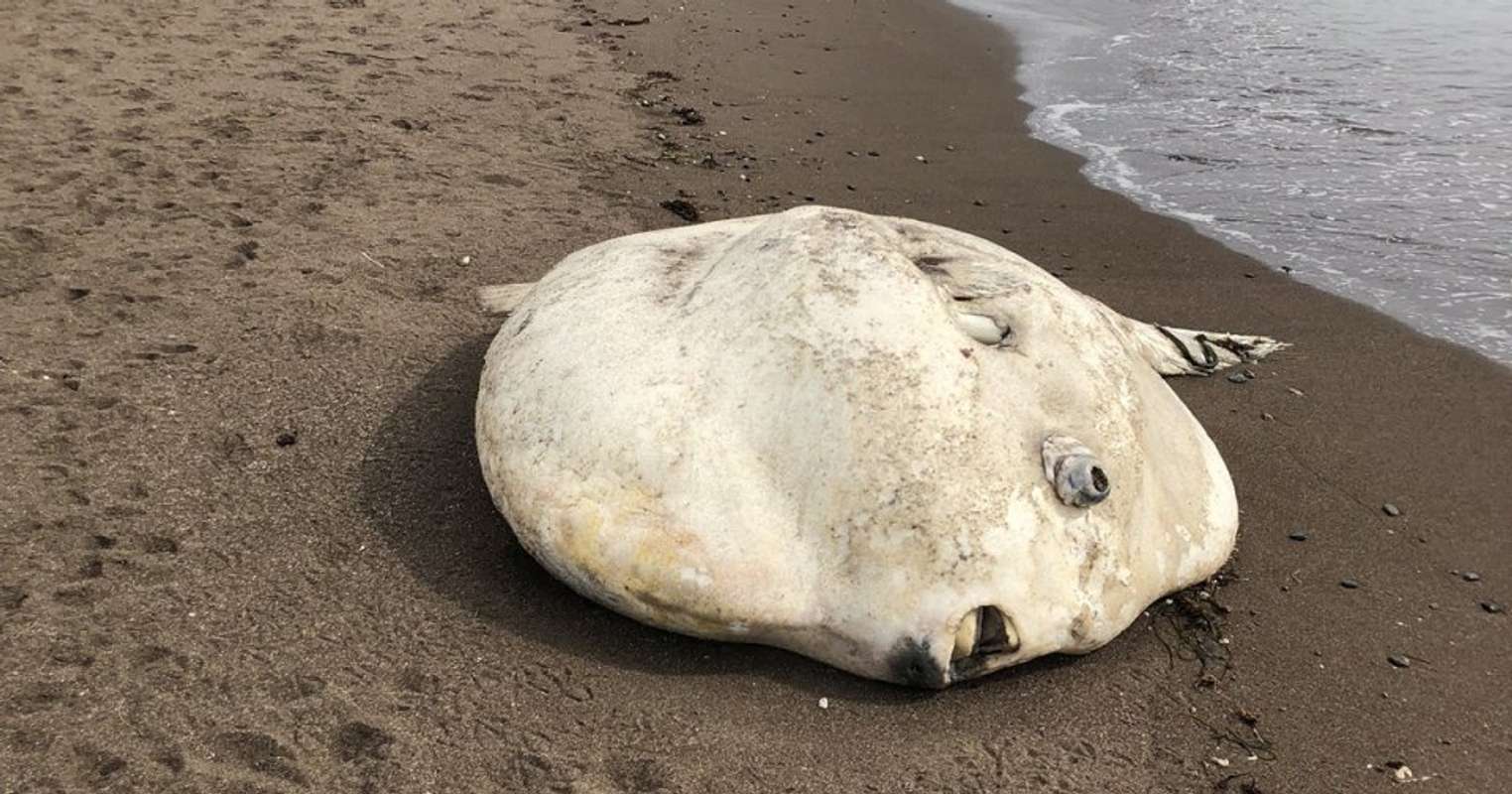 「怪奇現象みたい」「表情が悲壮すぎて...」 釧路の海岸に「巨大マンボウ」漂着→役場職員も「初めて聞いた」(全文表示)｜Jタウンネット
