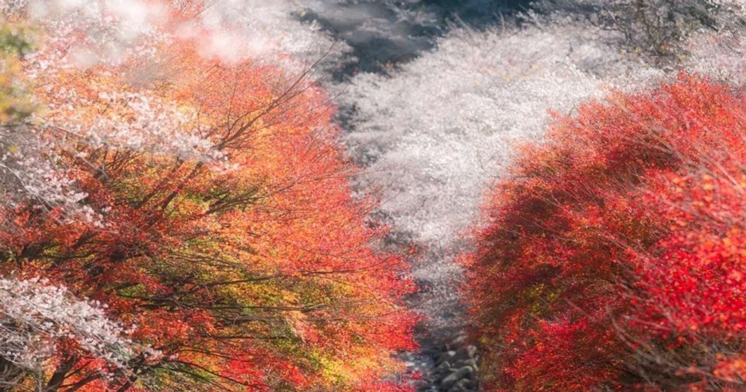 桜と紅葉の写真集 桜前線・紅葉前線 写真集 - メルカリ