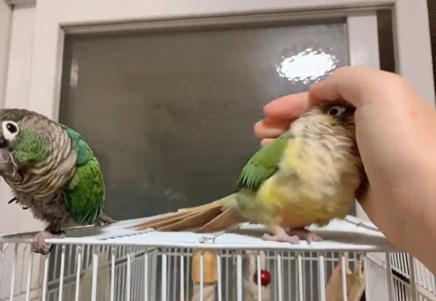 飼い主さんのおててにまっしぐら（＠toritorisuki4さん投稿の動画よりキャプチャ）