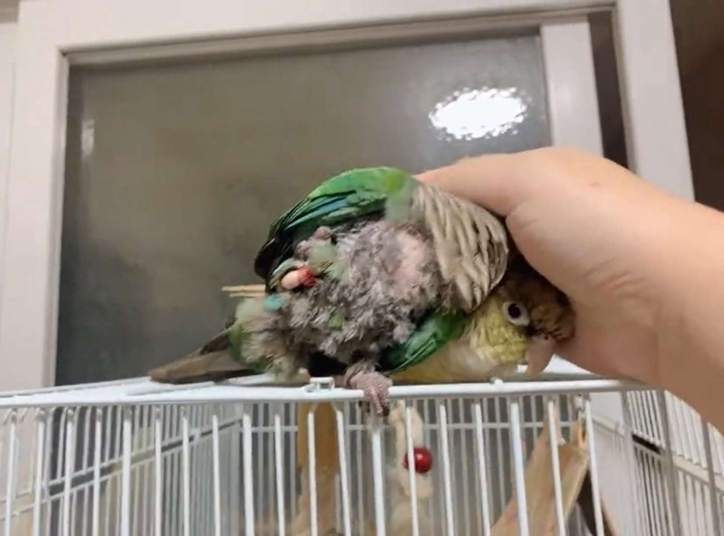 頭をグリグリ（＠toritorisuki4さん投稿の動画よりキャプチャ）