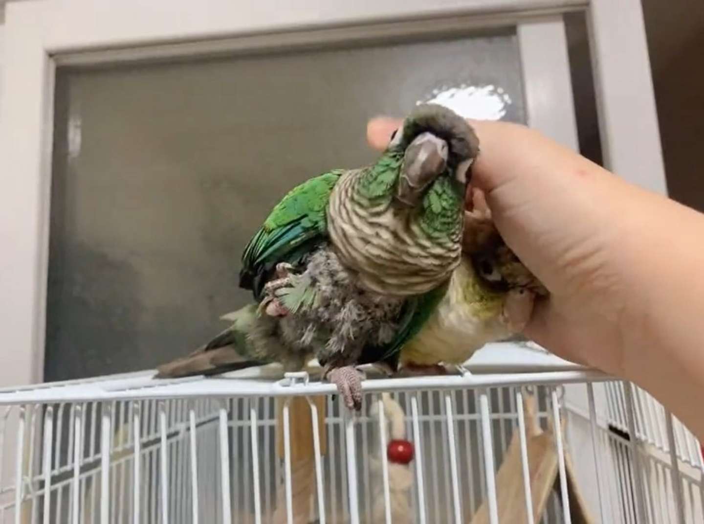 飼い主さんのおててに吸い寄せられ甘えるすいくん、いつきくん（＠toritorisuki4さん投稿の動画よりキャプチャ）