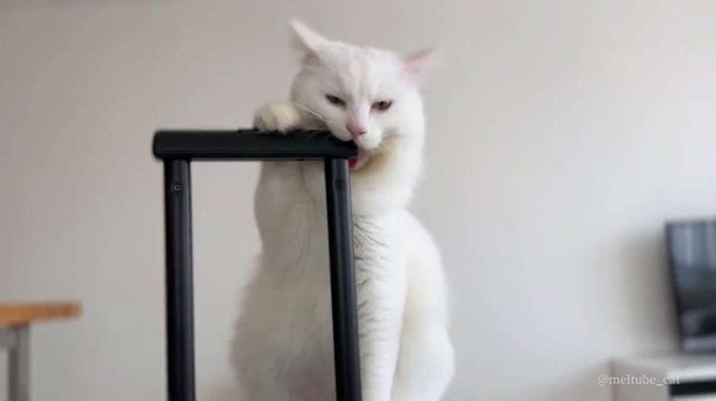 行かせないぞ！（画像は＠meltube_catさんのツイートより）