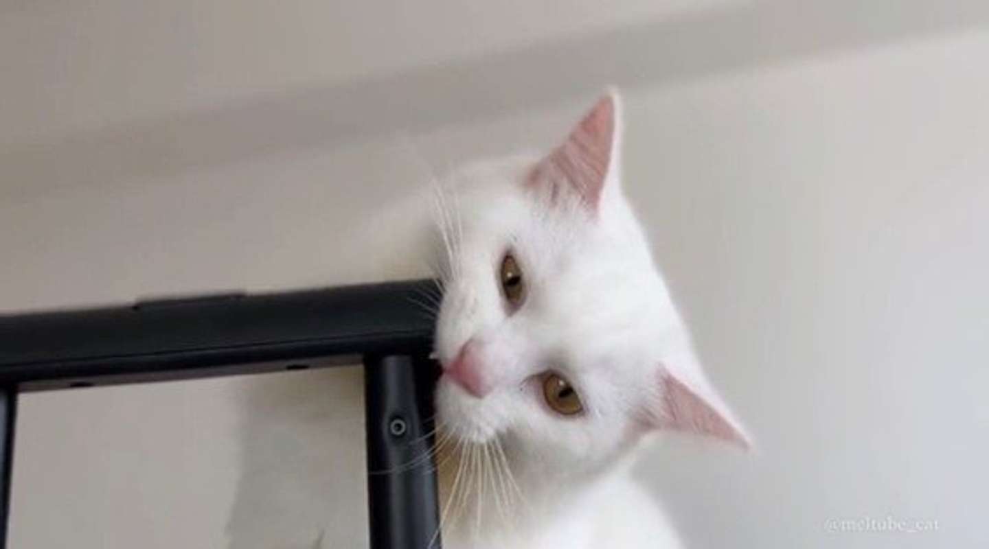 行かせないぞ！（画像は＠meltube_catさんのツイートより）